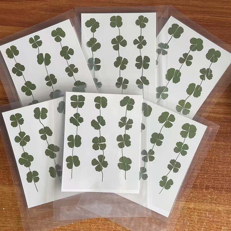 48 Stück, 60 Stück, 120 Stück/ – Red Clover Flower Bewertung und Preis