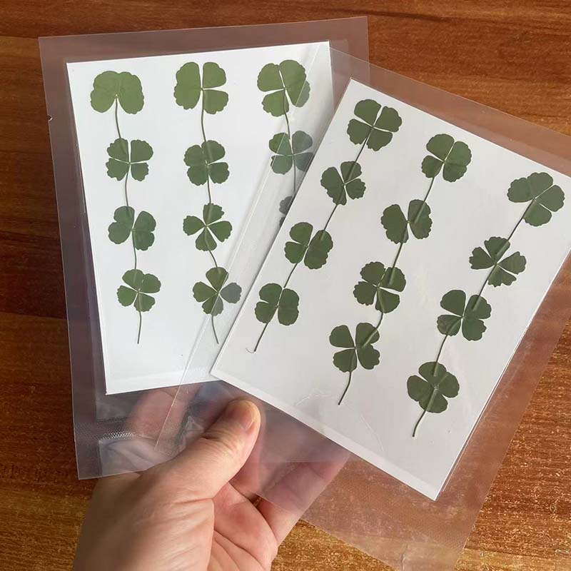 48 Stück, 60 Stück, 120 Stück/ – Red Clover Flower Bewertung und Preis