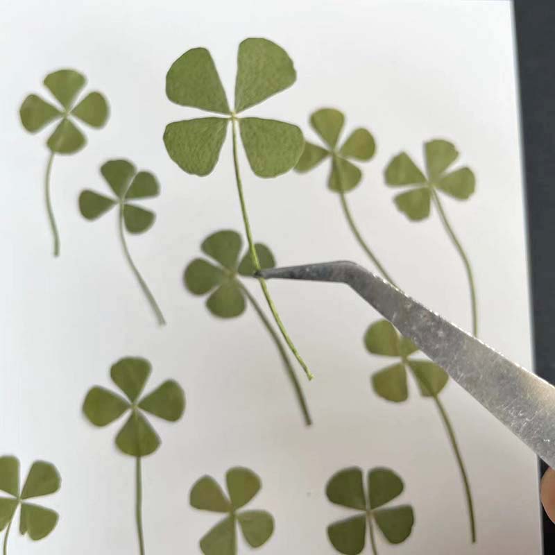 48 Stück, 60 Stück, 120 Stück/ – Red Clover Flower Bewertung und Preis