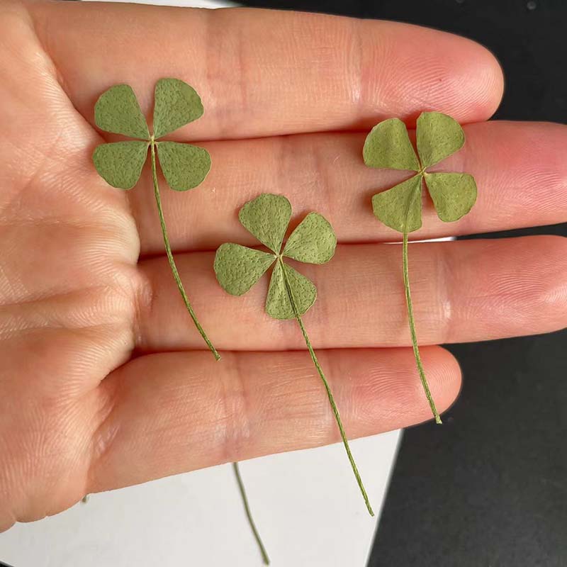 48 Stück, 60 Stück, 120 Stück/ – Red Clover Flower Bewertung und Preis